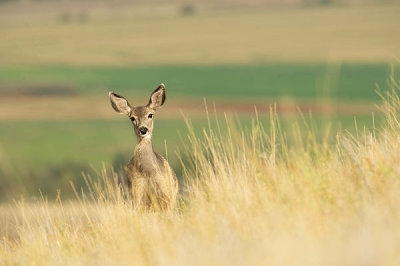 Cerf mulet - Mule deer - Odocoileus hemionus
