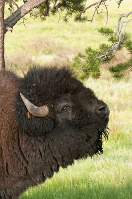 Bison - Buffalo - Bison bison
