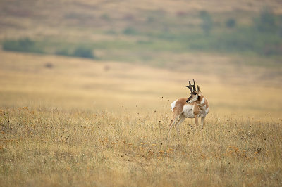 Antilope d'Amérique - Pronghorn - Antilocapra americana