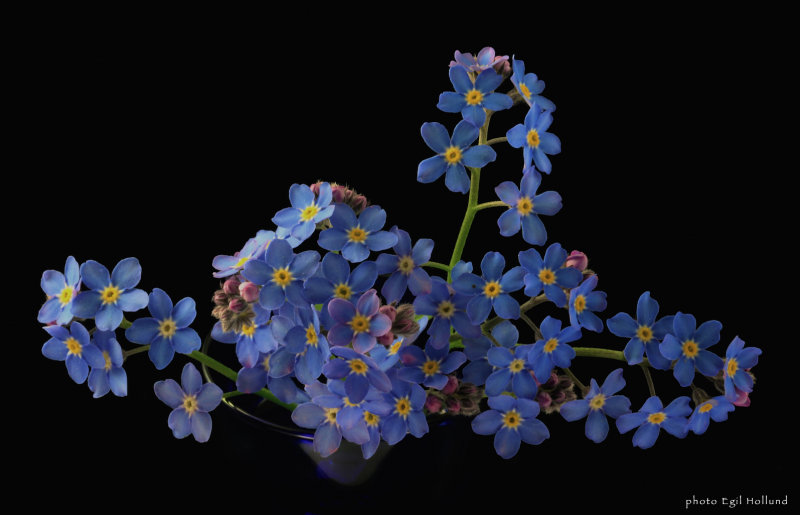 Forget-me-not