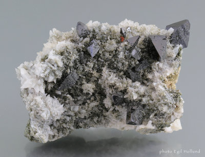 Dyrfonni