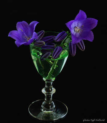 Campanula in a green glass