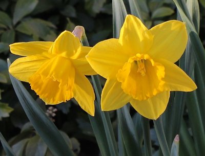 Narcissus pseudonarcissus