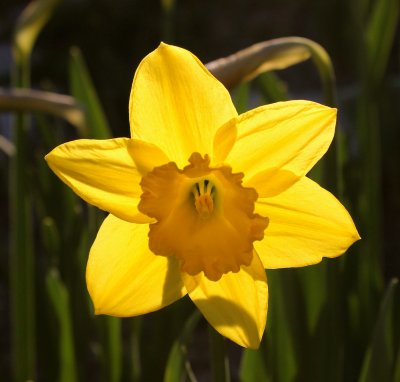 Narcissus pseudonarcissus