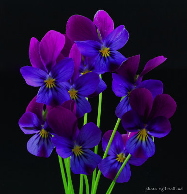 A small bouquet of flowers from the garden