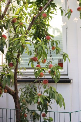 Peach tree