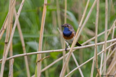 Blauwborst