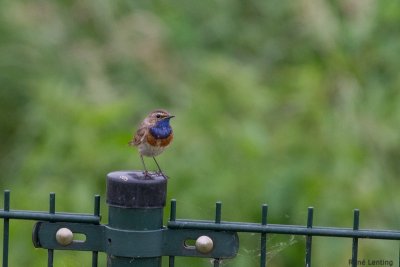 Blauwborst
