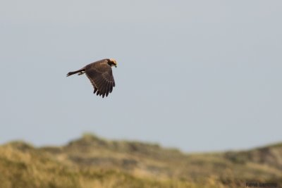 Bruine Kiekendief