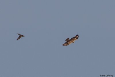 Arendbuizerd