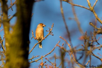 Appelvink