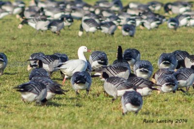 Ross' Gans