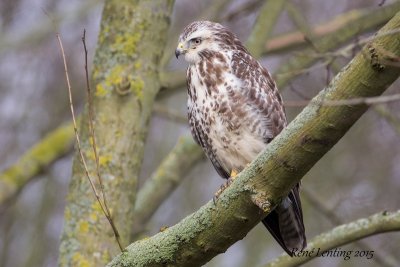 Buizerd