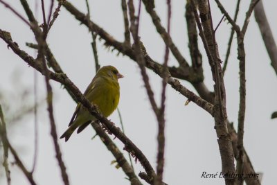 Groenling ♀
