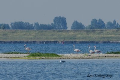 Flamingo