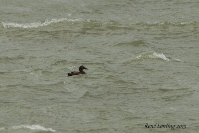 Eider (juv)