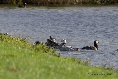 Indische Gans