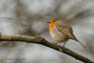 Roodborst 