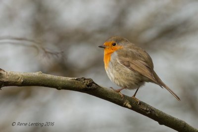 Roodborst