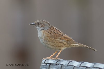 Heggenmus