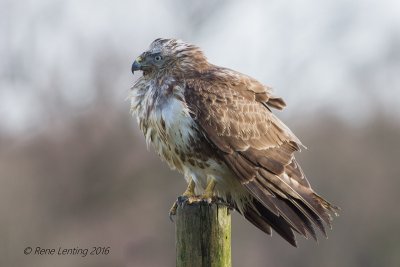 Buizerd