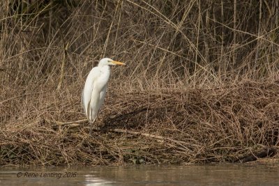 Grote Zilverreiger