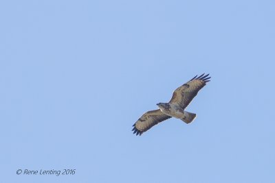 Buizerd