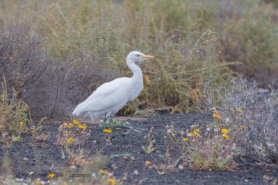 Koereiger 