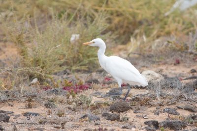 Koereiger