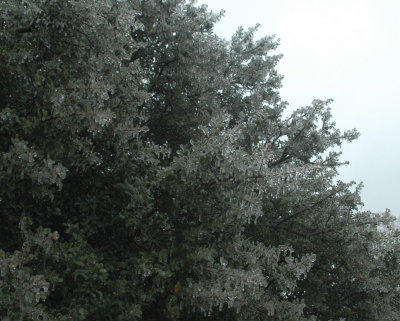 DSC_4787.jpg