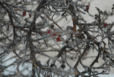 DSC_4795.jpg