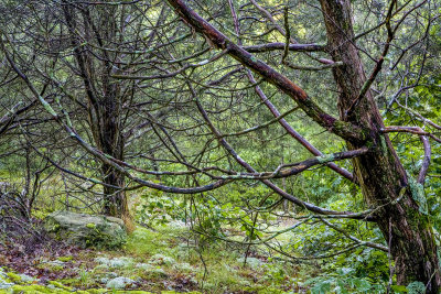 20070605-_MG_1280.jpg