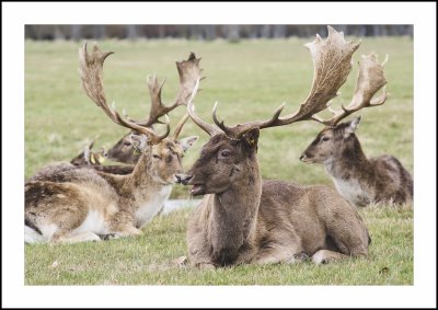 deer.jpg