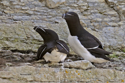Couple de petits pingouins.jpg