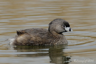 Grebe  bec bigarr juvnile.jpg