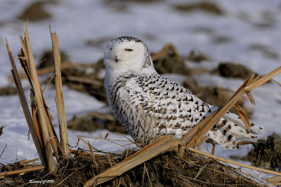 Harfang des neiges.jpg