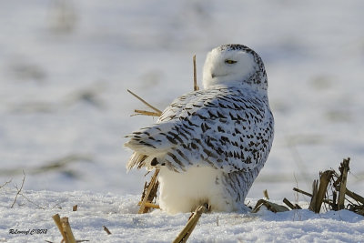 Harfang des neiges.jpg