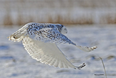 Harfang des neiges en vol.jpg