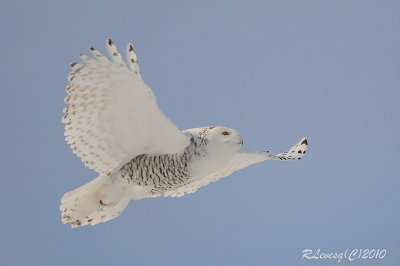 Harfang des neiges en vol.jpg