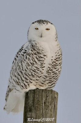 Harfang des neiges.jpg