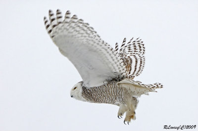 Harfang des neiges en vol.jpg