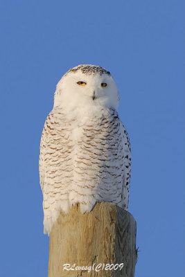 Harfang des neiges.jpg