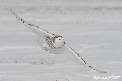 Harfang des neiges en vol.jpg