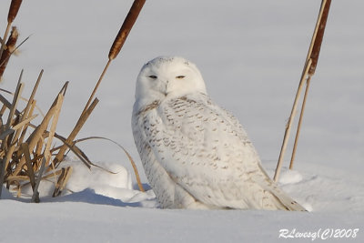 Harfang des neiges.jpg