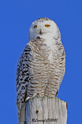 Harfang des neiges.jpg