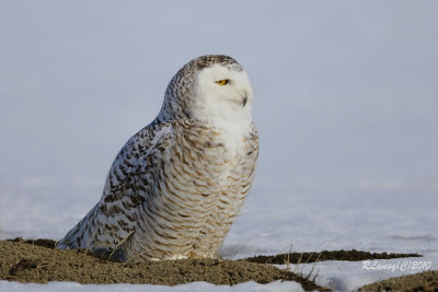 Harfang des neiges.jpg