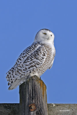 Harfang des neiges.jpg