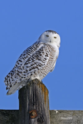 Harfang des neiges.jpg