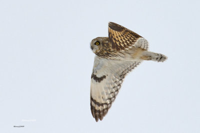 Hibou des marais.jpg