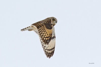 Hibou des marais.jpg